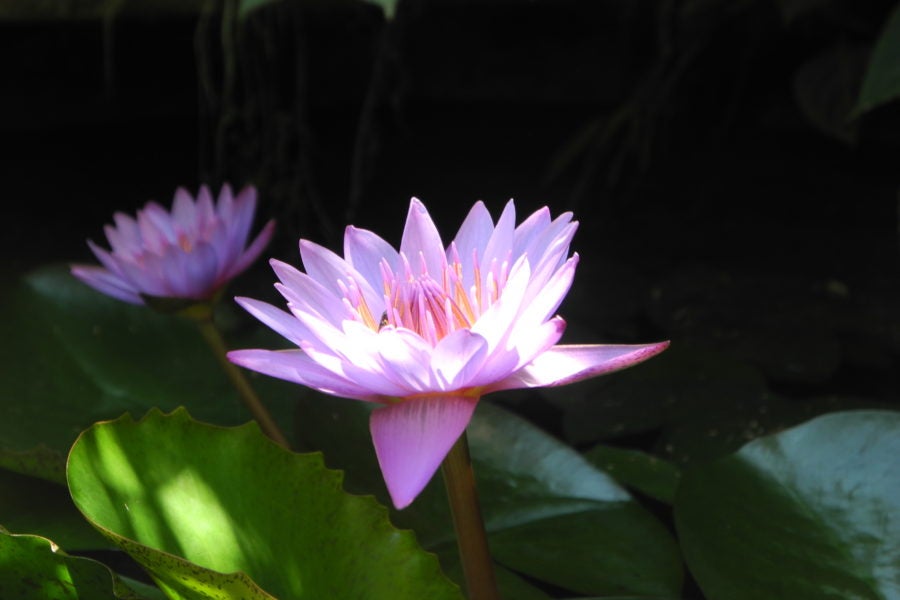 我在斯里兰卡的沼泽小径旁发现了这朵莲花。