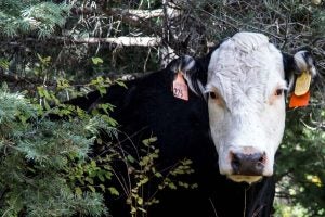 A cow hides in the trees, sporting colourful cow tags, and stares directly into the camera.